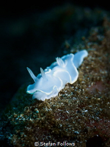 Kind of Blue

Nudibranch - Ardeadoris egretta

Padagb... by Stefan Follows 